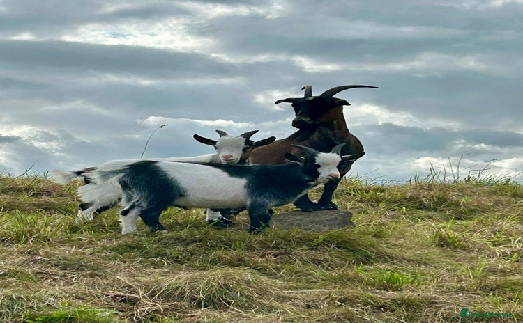 Goats livestock - Advert 2