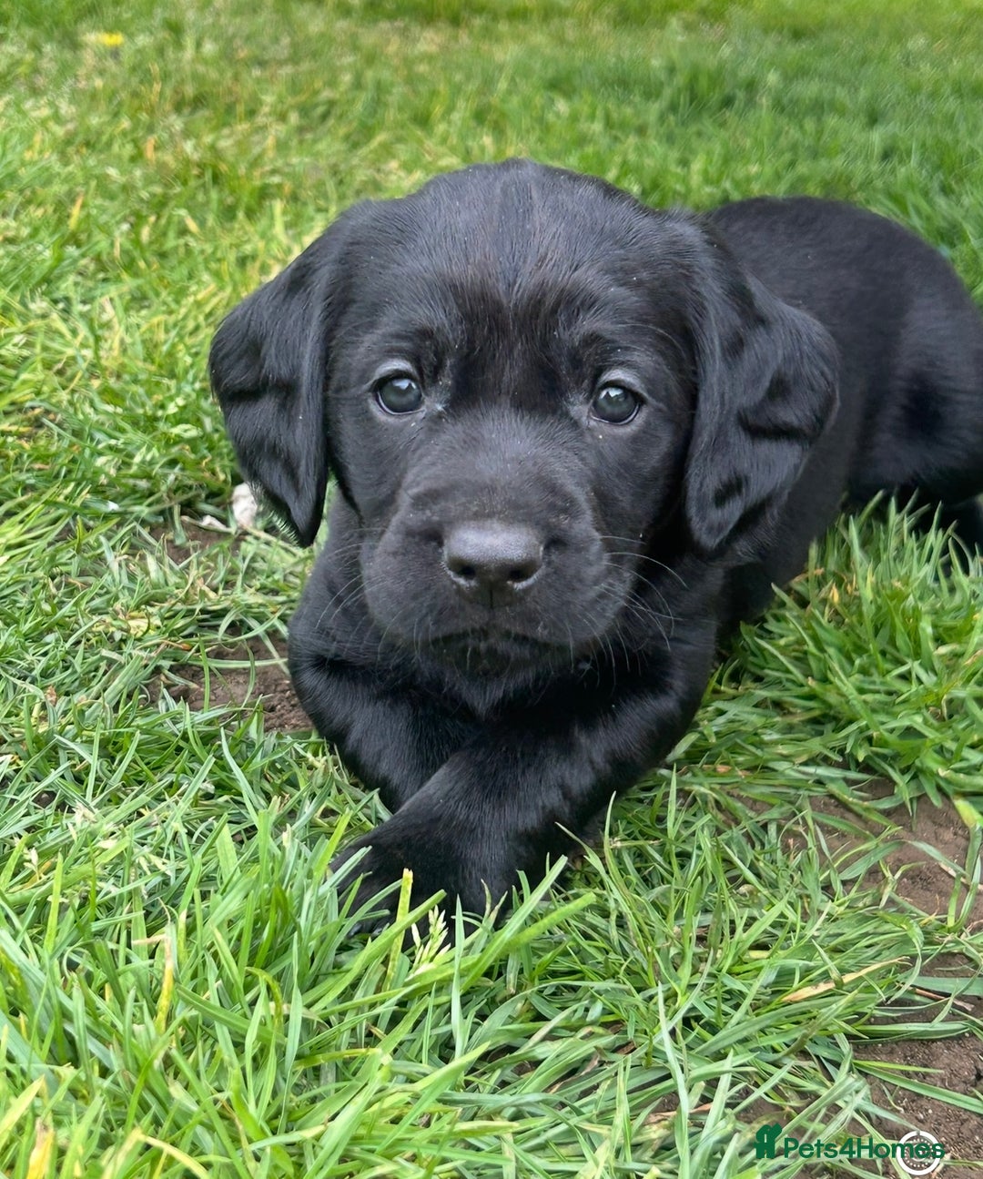 Springador dogs for sale: Springdor puppies  - Image 2