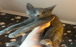 Mixed Breed cats for sale: Ragdoll x Russian Bleu x Tabby Long Hair Kittens  - Image 3
