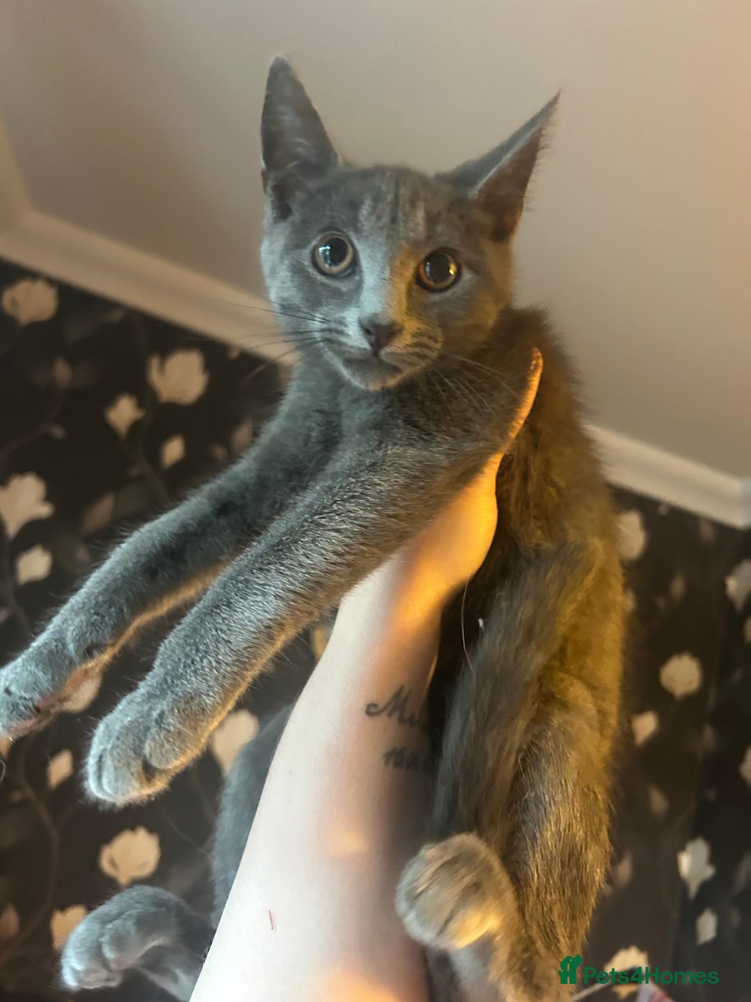 Mixed Breed cats for sale: Ragdoll x Russian Bleu x Tabby Long Hair Kittens  - Image 3