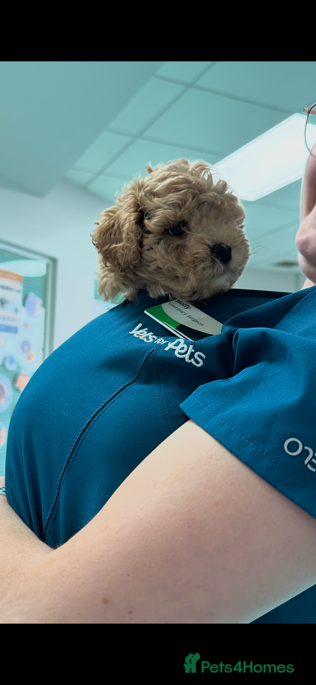 Maltipoo dogs for sale: Gorgeous F1 Maltipoo boy  - Image 8