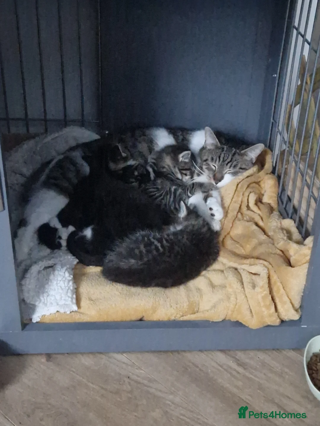 Mixed Breed cats for sale: Last kitten left Male..  - Advert 2