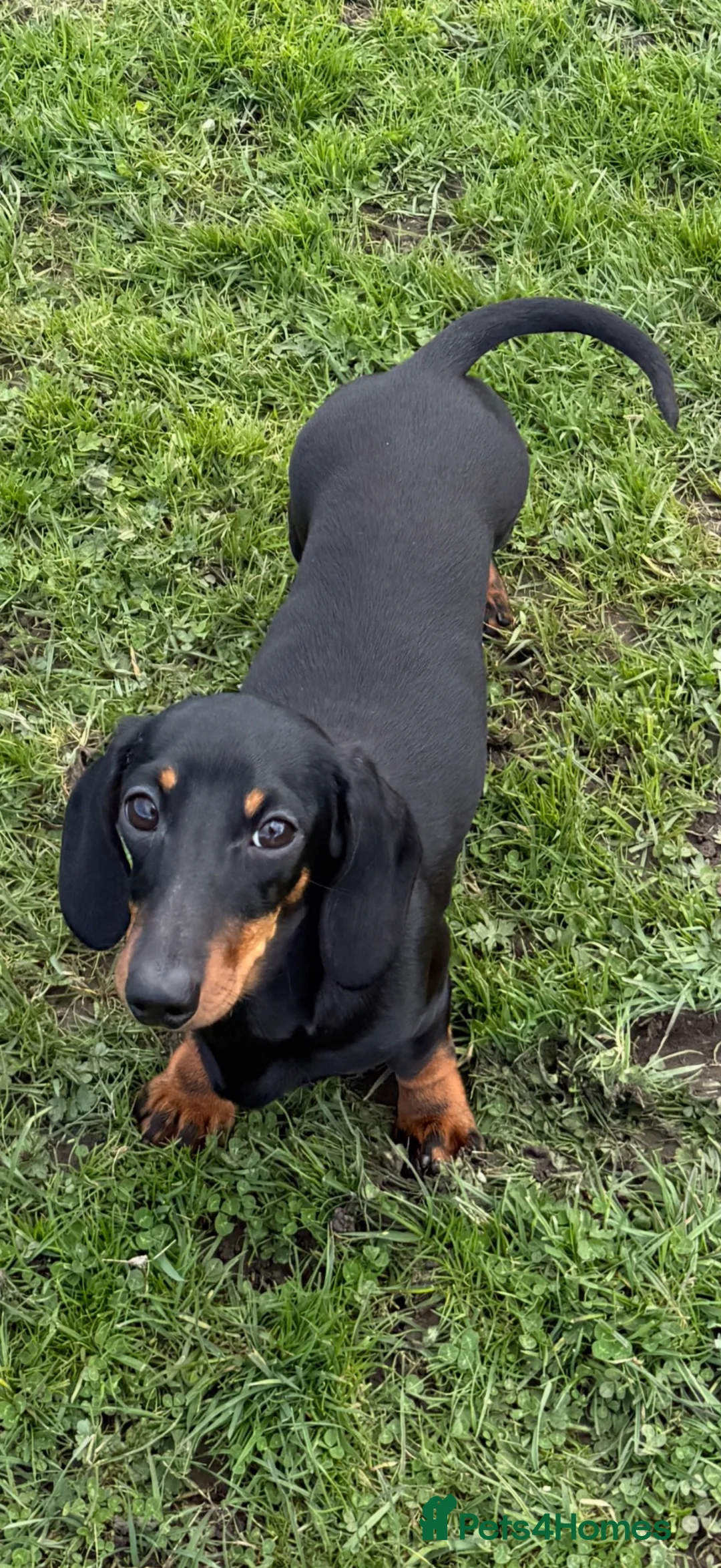 Miniature Dachshund dogs for sale: Beautiful KC Registered Bitch - Advert 3