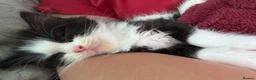 Mixed Breed cats for sale: Snuggly princess  in Weybridge - Advert 7