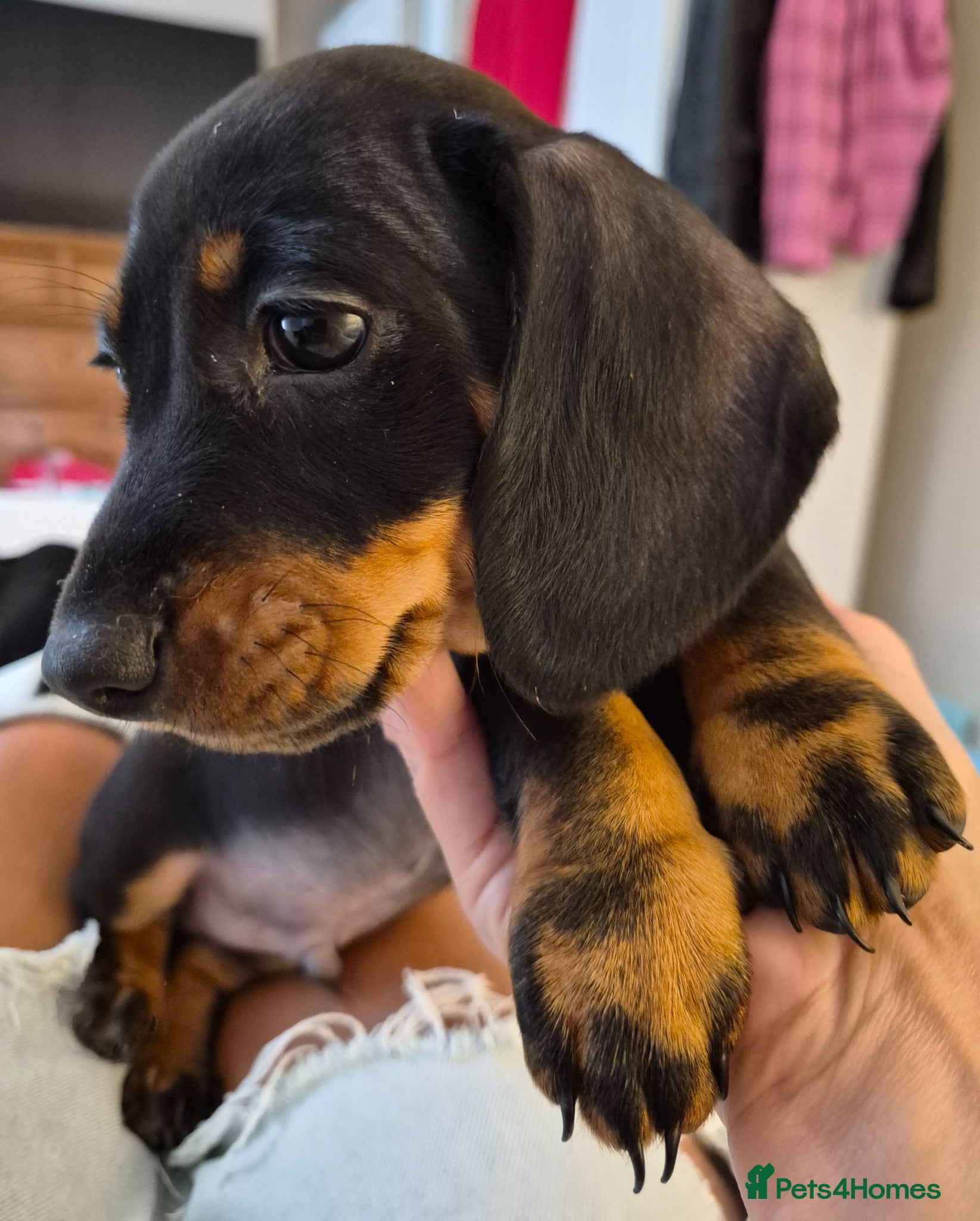 Miniature Dachshund dogs Miniature Dachshund pup Last one READY FRIDAY 🏡 - Advert 13