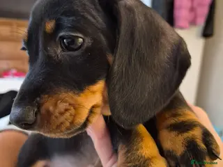 Miniature Dachshund dogs Miniature Dachshund pup Last one READY FRIDAY 🏡 - Advert 13