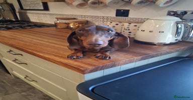 Dachshund dogs - Advert 2
