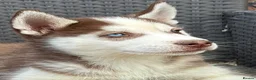 Siberian Husky dogs for sale: Siberian husky puppy dogs  - Advert 3