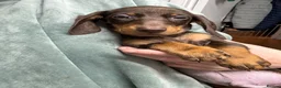 Dachshund dogs for sale: Stunning Chocolate & Tan Dachshund Puppies - Advert 7