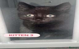 Domestic Shorthair cats for sale: 4 Female Kittens - Image 9
