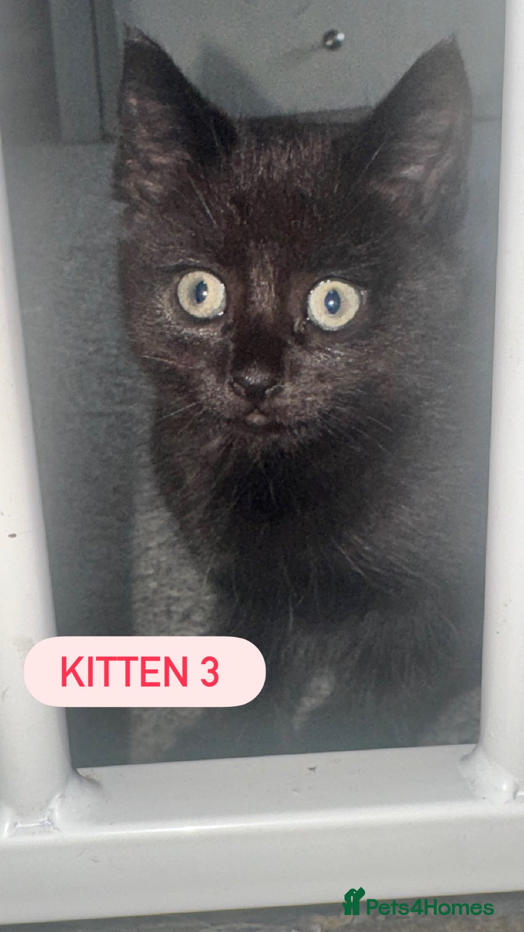 Domestic Shorthair cats for sale: 4 Female Kittens - Image 9