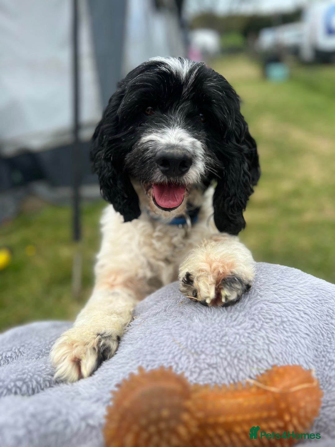 Mixed Breed dogs for sale: 9 BEAUTIFUL CHUNKY LABRADOR/COCKAPOO  - Image 5