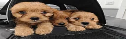 Cavapoo dogs for sale: Last girl ready to rehome in Preston - Advert 8