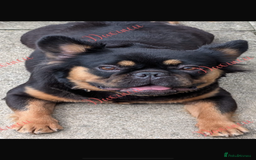 French Bulldog dogs for sale: Fluffy French bull dog female  - Image 1