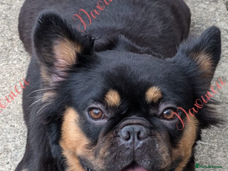 French Bulldog dogs - Advert 11