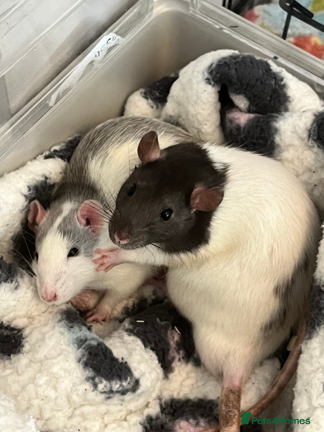 Rat rodents for sale: Unable to keep my boys due to moving  - Image 4