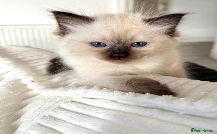 Ragdoll cats - Advert 13