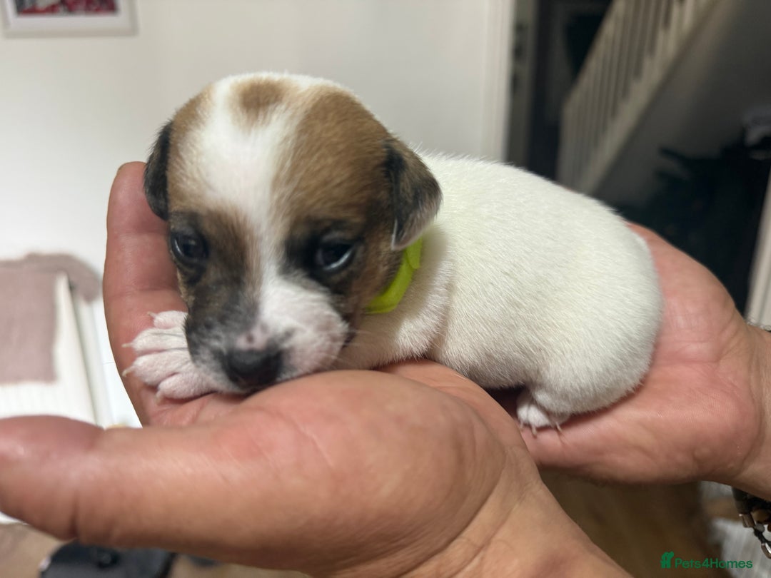 Jack Russell dogs for sale: Miniature Jack Russell terrier 3 boys and 3 girls  - Image 30