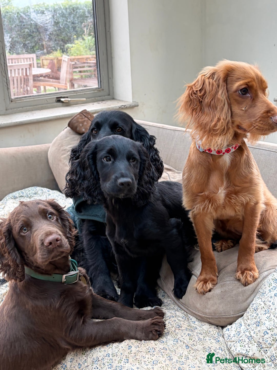 Cocker Spaniel dogs for sale: Beautiful boy remaining Cocker Spaniel Puppies  - Advert 13