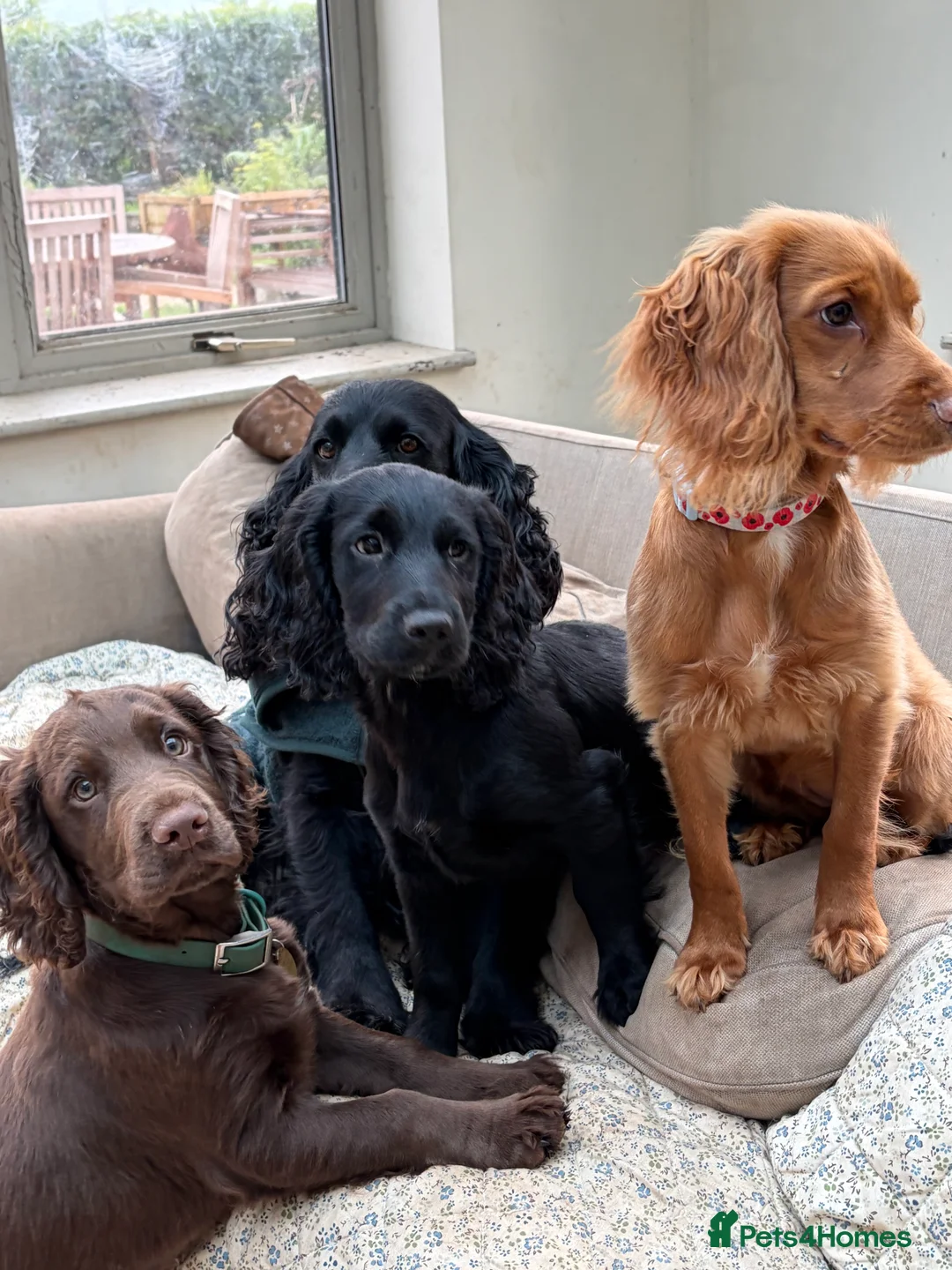 Cocker Spaniel dogs for sale: Beautiful boy remaining Cocker Spaniel Puppies  - Advert 21