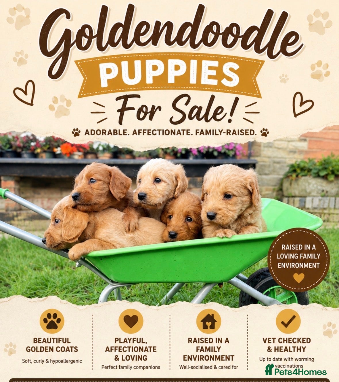 Mini Goldendoodle dogs 🐶 MINI GOLDENDOODLES 🐶 - Advert 1