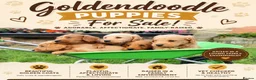 Mini Goldendoodle dogs for sale: 🐶 MINI GOLDENDOODLES 🐶 - Advert 1