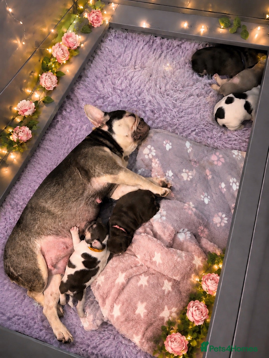 French Bulldog dogs for sale: RKC French bulldog puppy’s health tested parents  - Advert 1