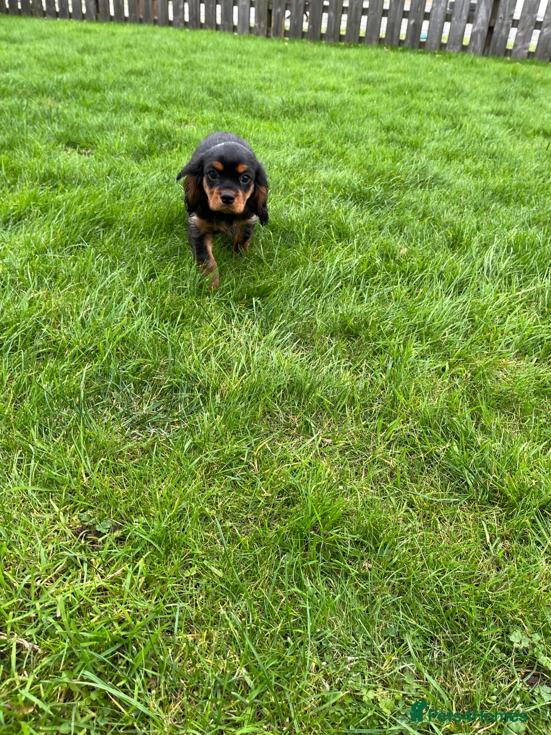 Cavalier King Charles Spaniel dogs for sale: ⭐️ fully Health tested KC reg cavalier puppies  - Image 16