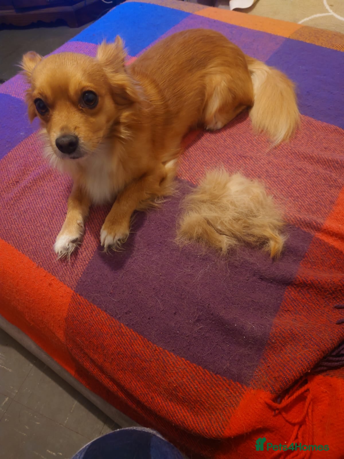 Mixed Breed dogs Tyson 6 year old  - Advert 1