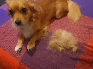 Mixed Breed dogs Tyson 6 year old - Advert 1