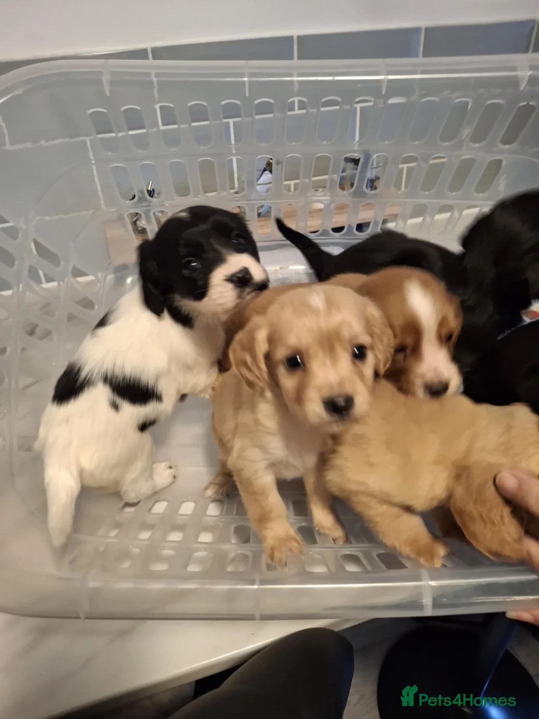 Cocker Spaniel dogs for sale: Girl and Boys cocker spaniels - Advert 11