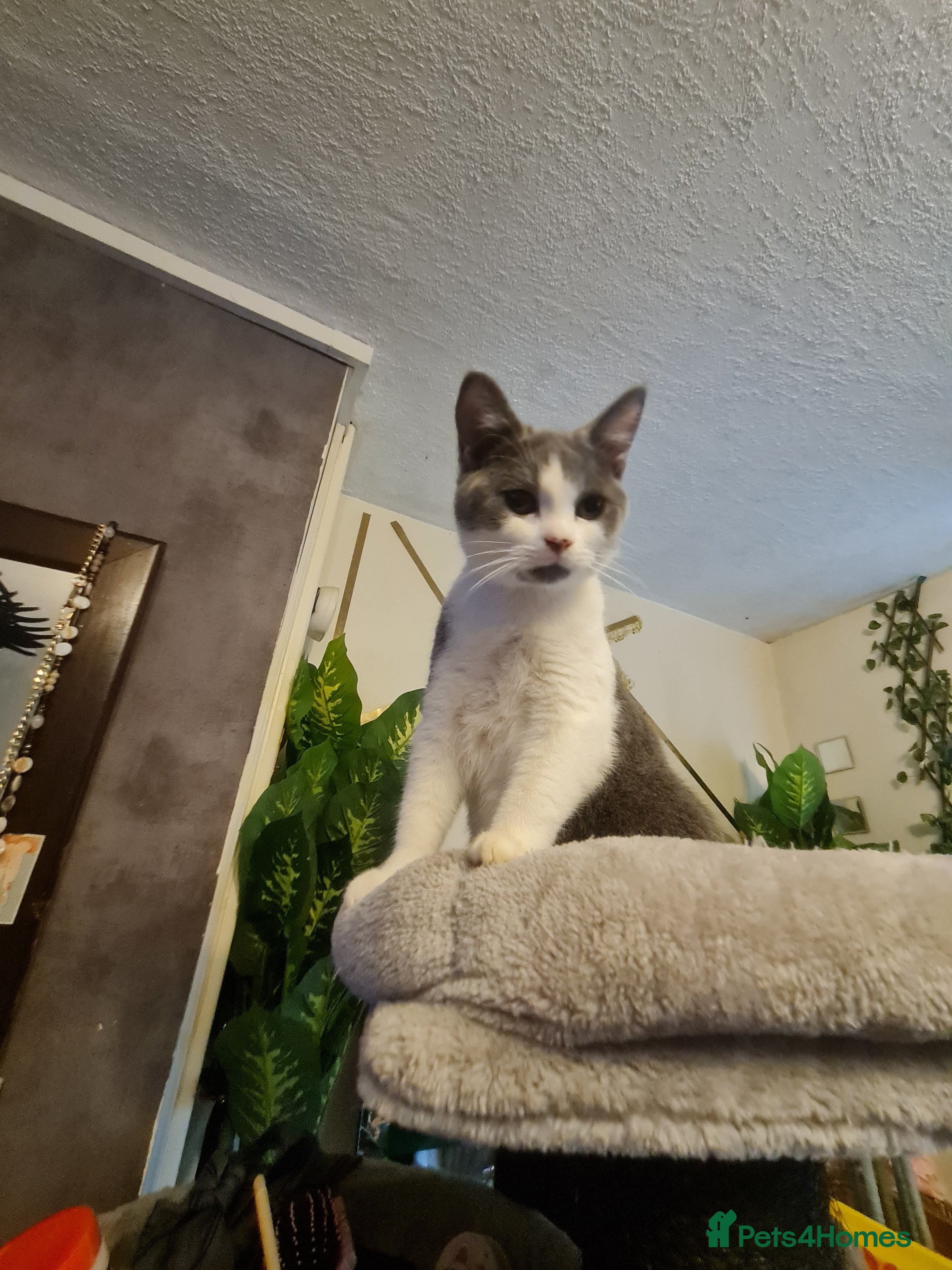 Mixed Breed cats Stunning  kittens looking  4 new home - Advert 9