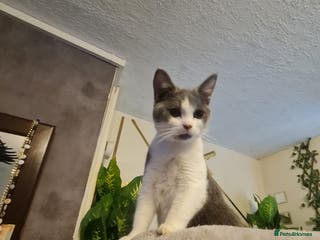 Mixed Breed cats Stunning kittens looking 4 new home - Advert 9