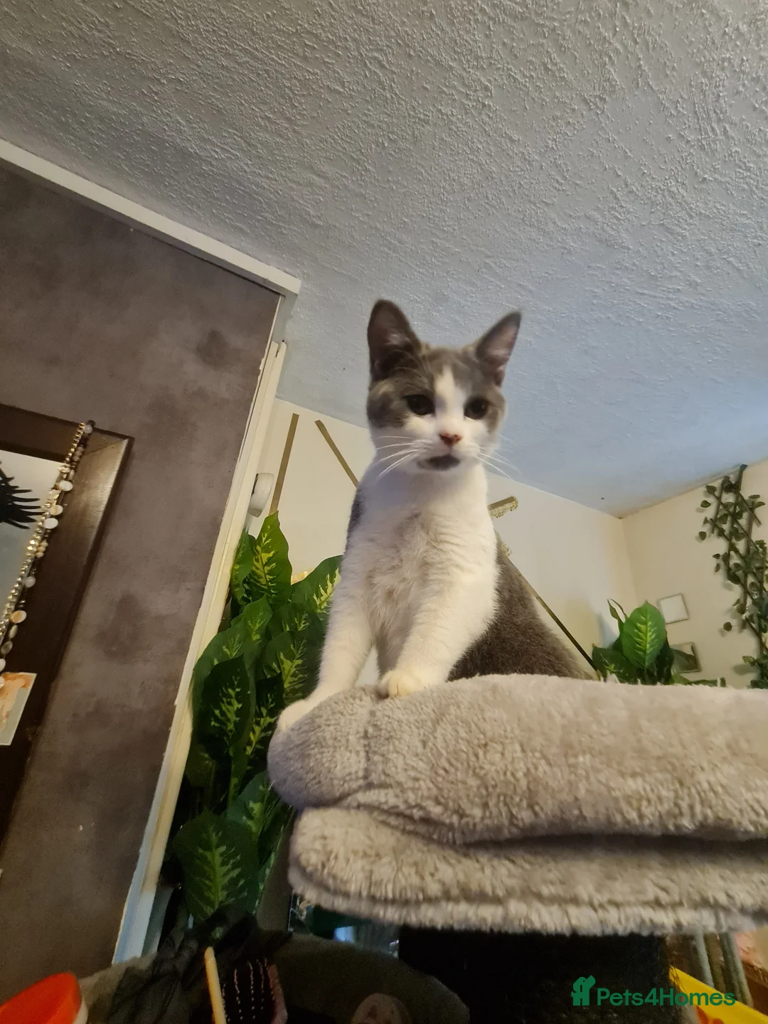 Mixed Breed cats for sale: Stunning  kittens looking  4 new home - Advert 2