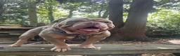 Olde English Bulldogge dogs for stud: PROVEN “BIG REG” Lilac-Tri Olde English Bulldog - Advert 6