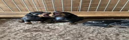 Miniature Dachshund dogs for sale: KC Registered Miniature Dachshund Puppies - Advert 16