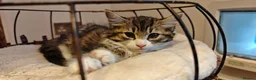 Mixed Breed cats for sale: Fluffy kittens for sale - Advert 36