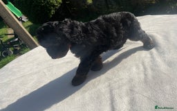 Cockapoo dogs for sale: Cockapoo Ready to leave now💕Only 1 boy left! - Image 21