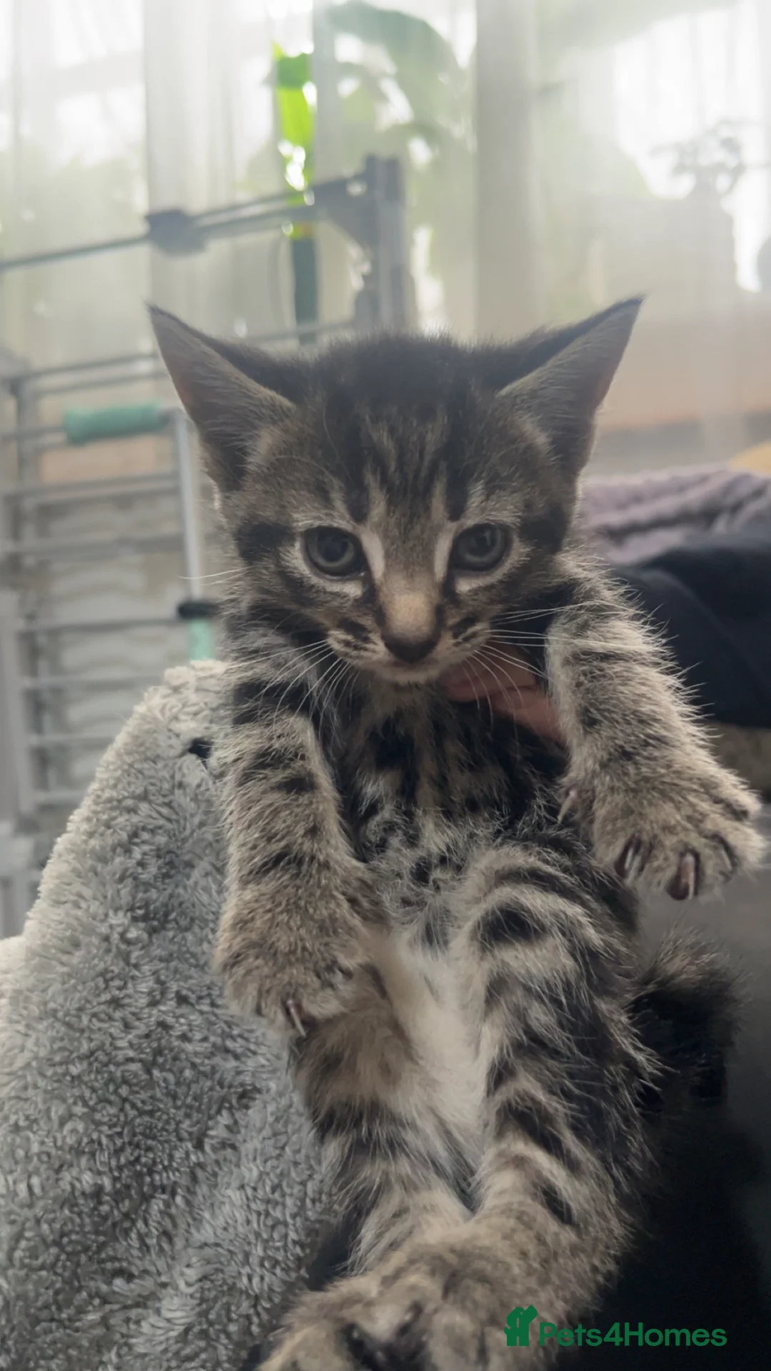 Mixed Breed cats for sale: 8 kittens looking for a forever home!!! - Advert 2