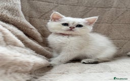 British Shorthair cats for sale: Champion sired Golden Colourpoint Kittens  - Image 11