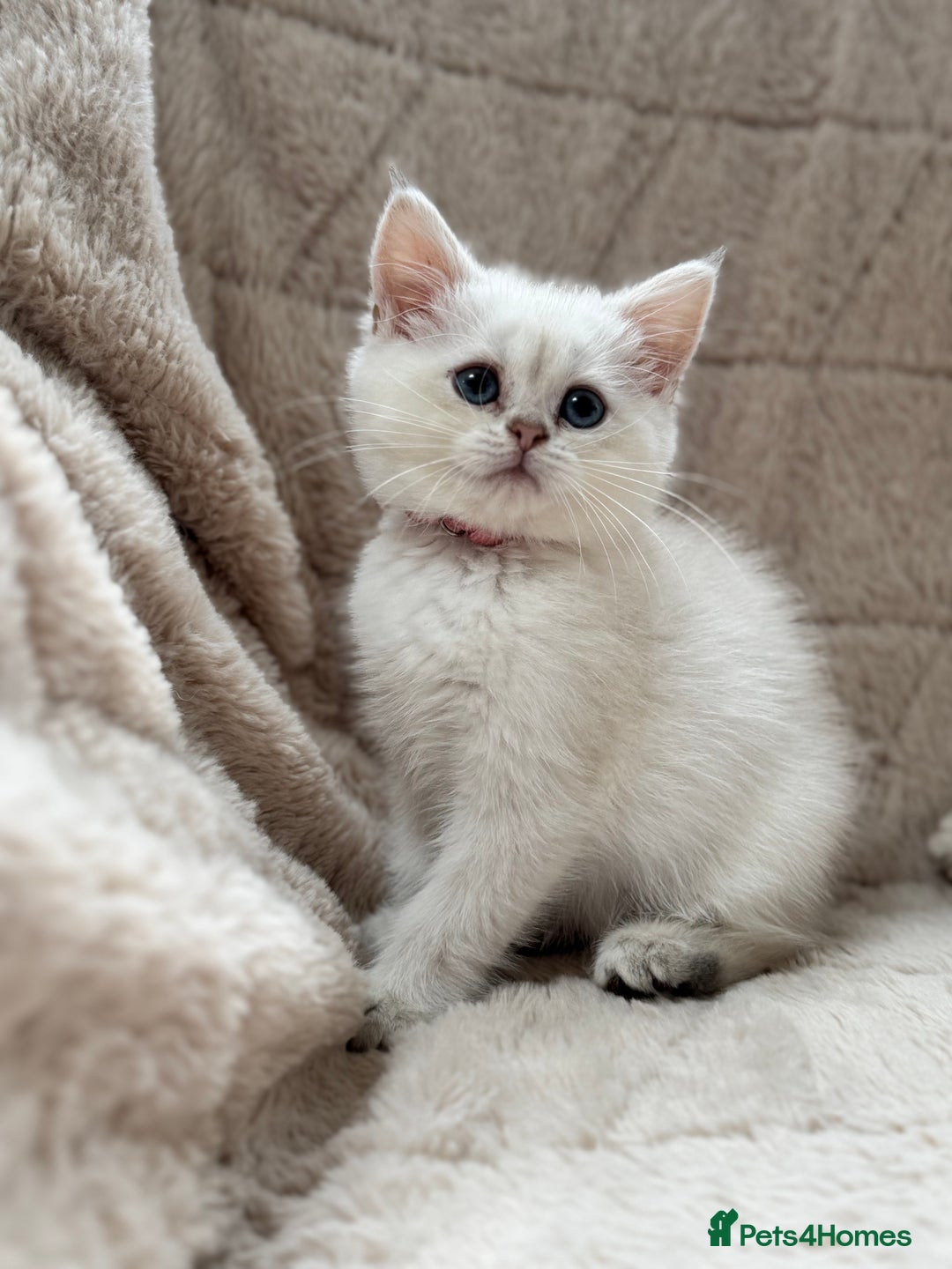 British Shorthair cats for sale: Champion sired Golden Colourpoint Kittens  - Image 11