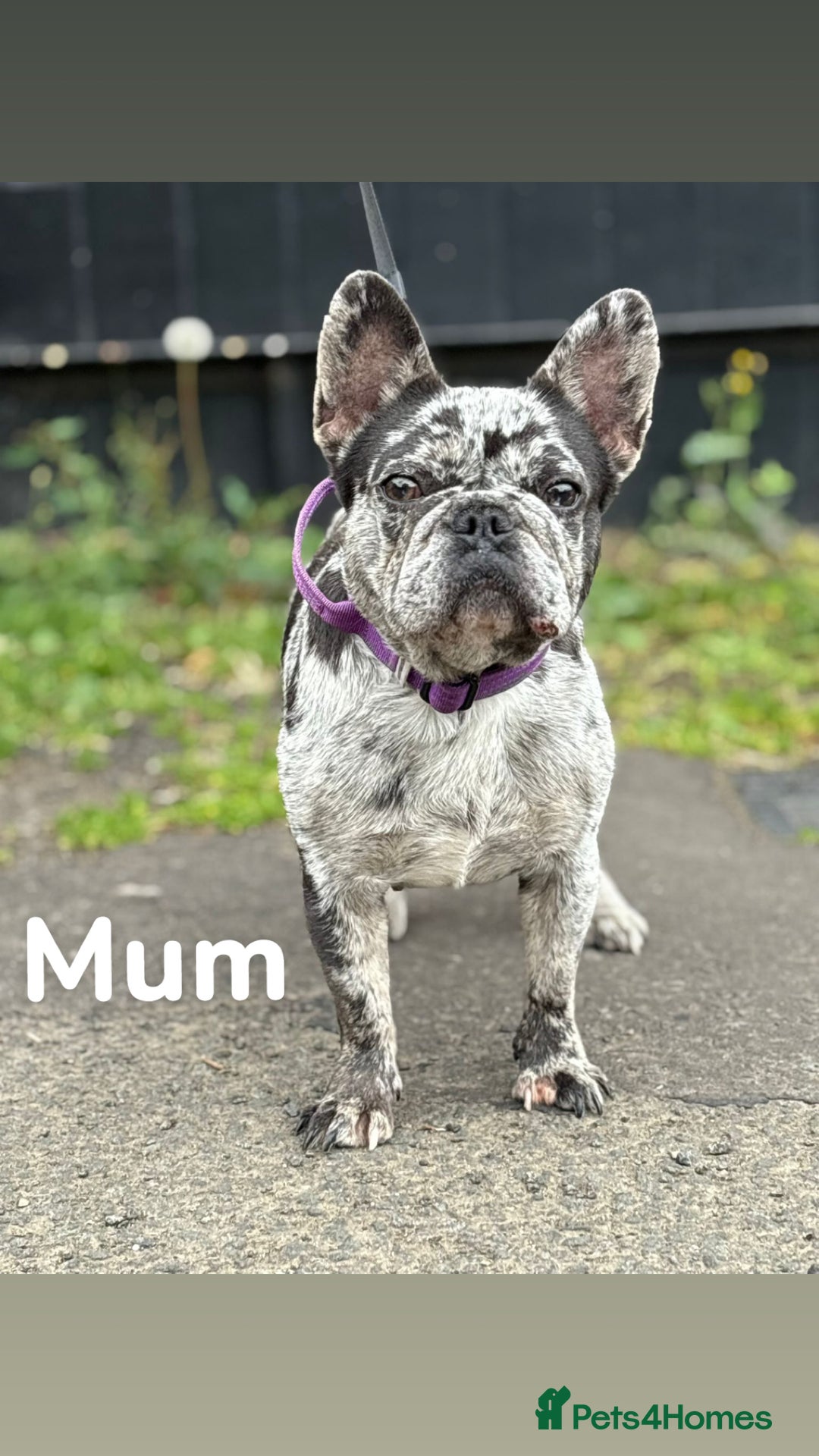 French Bulldog dogs for sale: French bulldogs  - Advert 2