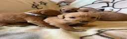 Labradoodle dogs for sale: Labradoodle Fox Red❤️❤️❤️ - Advert 27