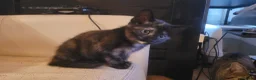 Mixed Breed cats for sale: Five Gorgeous Kittens Available! - Advert 11