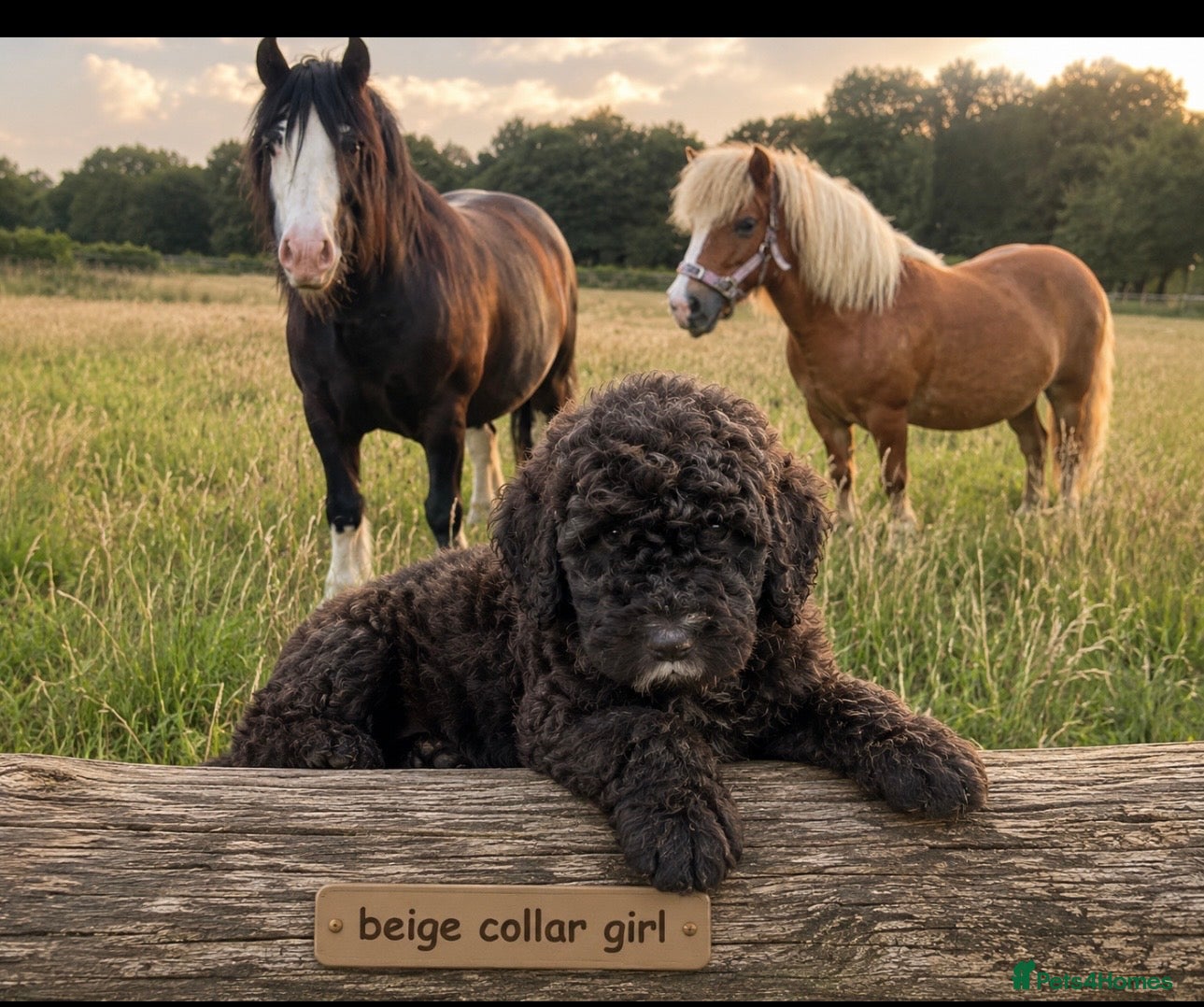 Bernedoodle dogs F1 STANDARD BERNADOODLES LAST 2 B/W GIRLS REDUCED - Advert 2