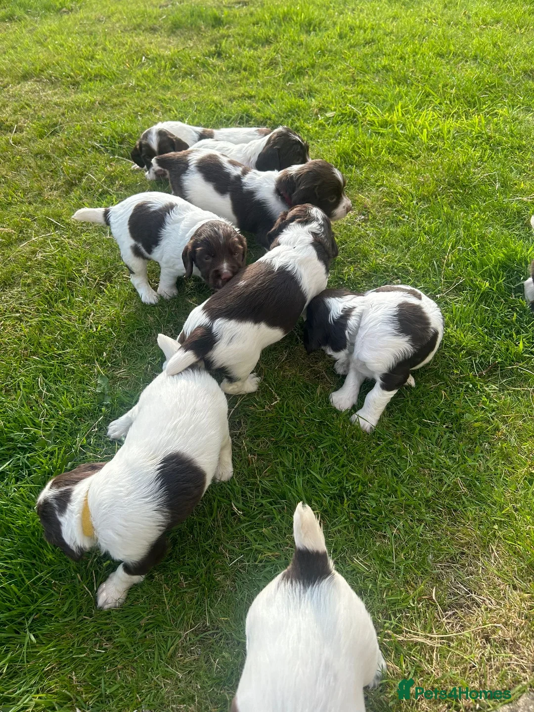English Springer Spaniel dogs for stud: Proven Liver & White English Springer Spaniel Stud in Swansea - Advert 18
