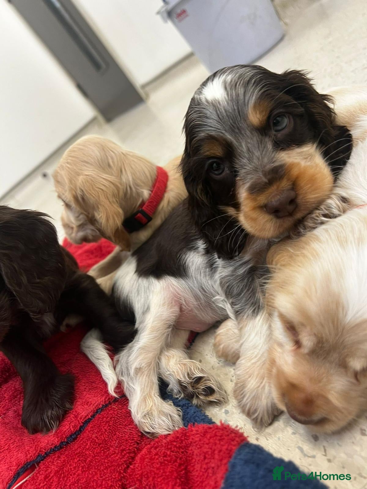 Cocker Spaniel dogs ❤️WAITING LIST BACK OPEN❤️ - Advert 2