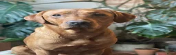 Labrador Retriever dogs for sale: 4th generation - fully health tested - view now - Advert 14