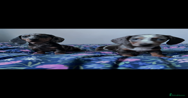 Miniature Dachshund dogs - Advert 5