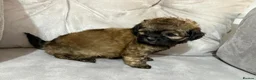 Shihpoo dogs for sale: Adorable ShihPoo Puppies Ready to Steal Your Heart in Northampton - Advert 11